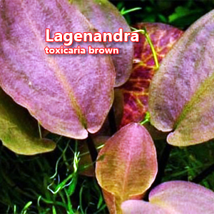 Lagenandra toxicaria brown